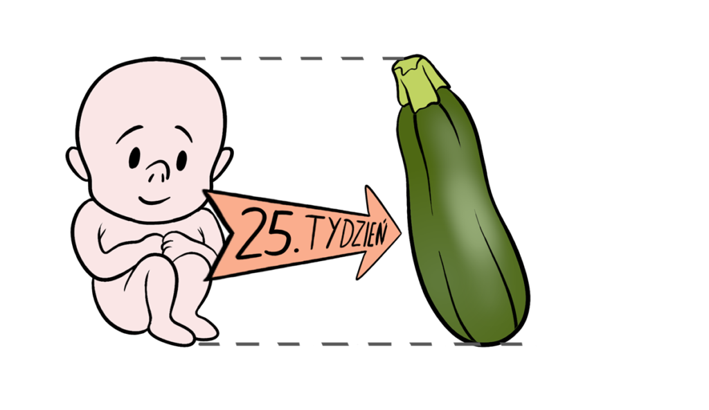 wielkość płodu 25 tydzień ciąży