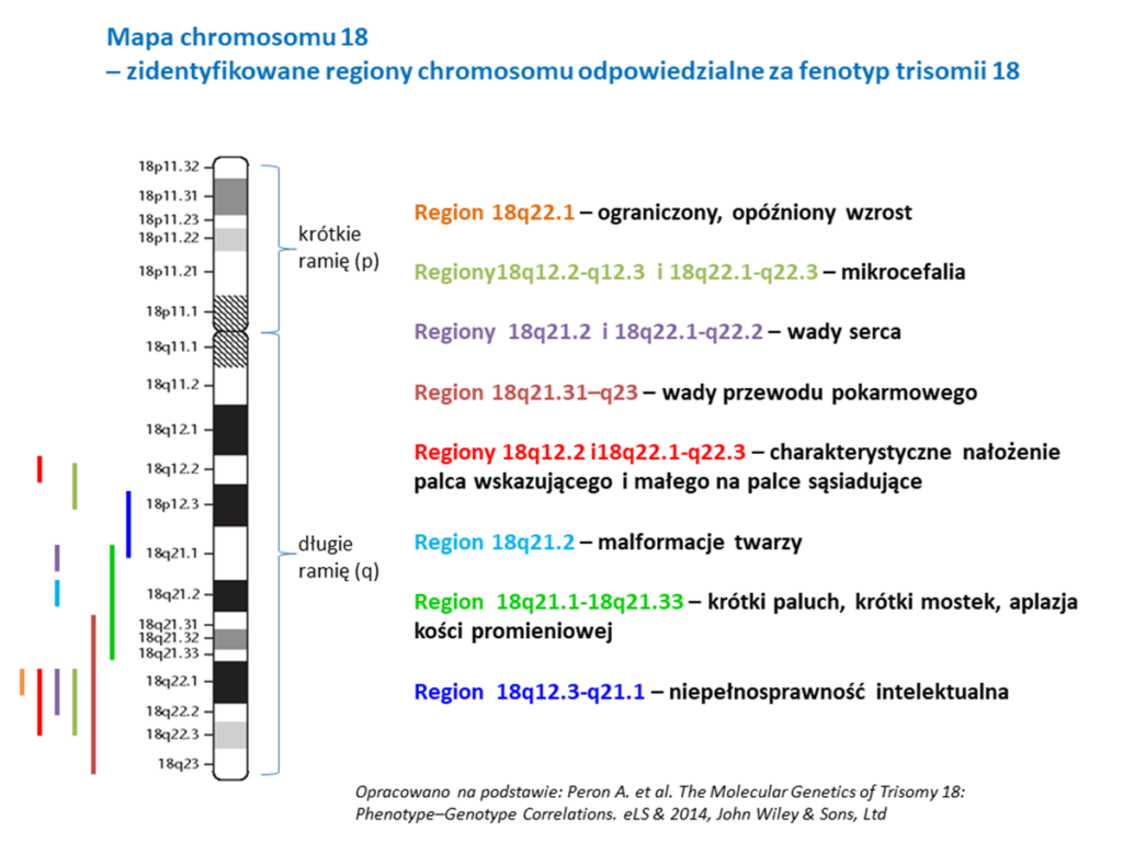 chromosom 18 mapa 