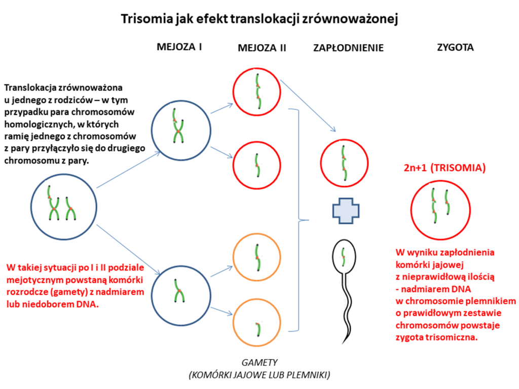 trisomia translokacja zrównoważona
